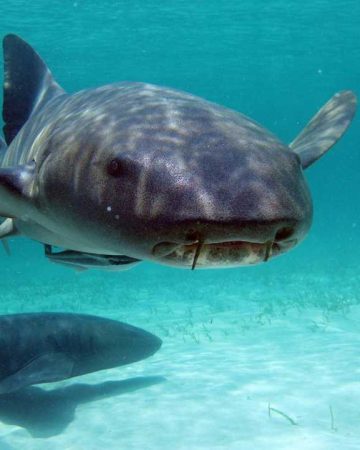 Shark Encounter